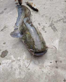 Дом 94м², 1-этажный, участок 13 сот.