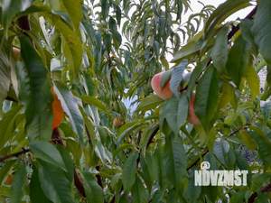 Дом 98м², 2-этажный, участок 4 сот.