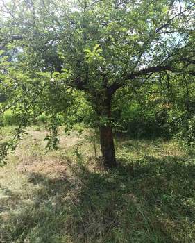 Дом 39м², 1-этажный, участок 12 сот.