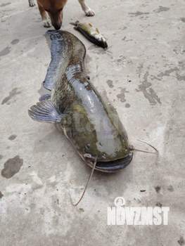 Дом 94м², 1-этажный, участок 13 сот.  