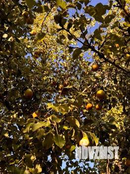 Дом 25м&sup2;, 1-этажный, участок 6 сот.  