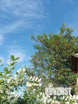 Дом 50м&sup2;, 1-этажный, участок 8 сот.  