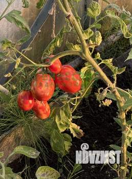 Дом 42м², 1-этажный, участок 8 сот.  