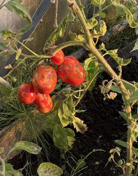 Дом 42м², 1-этажный, участок 8 сот.  